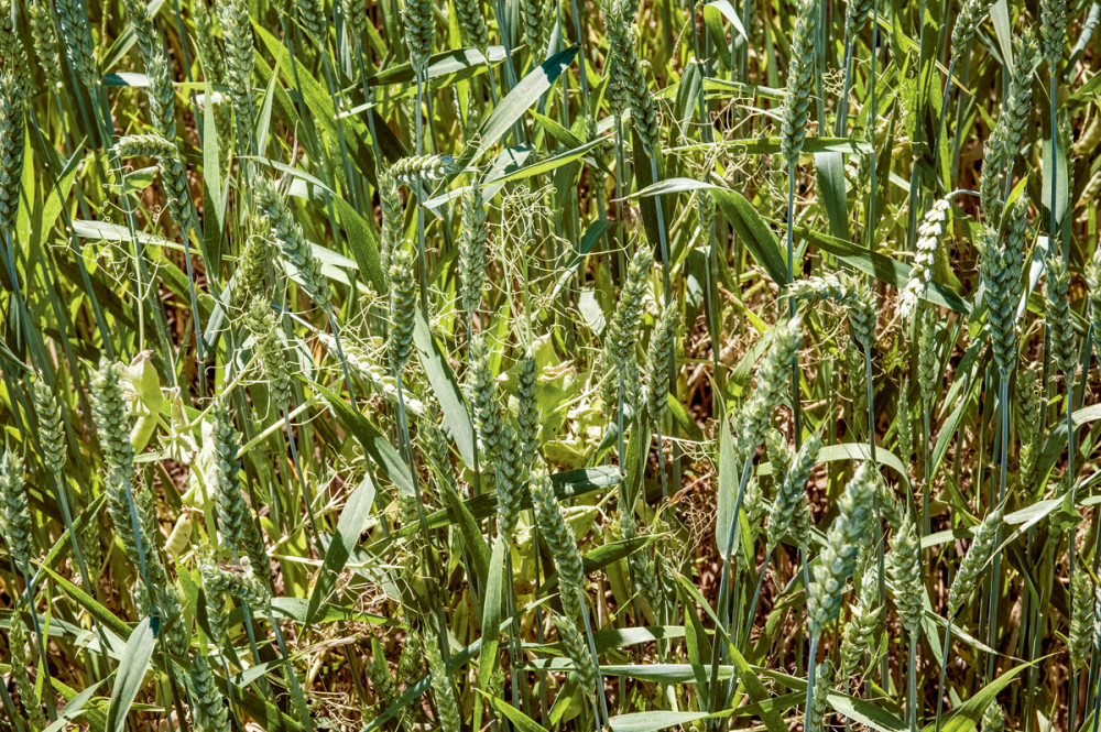 Réduire les pesticides, un peu, beaucoup, résolument
